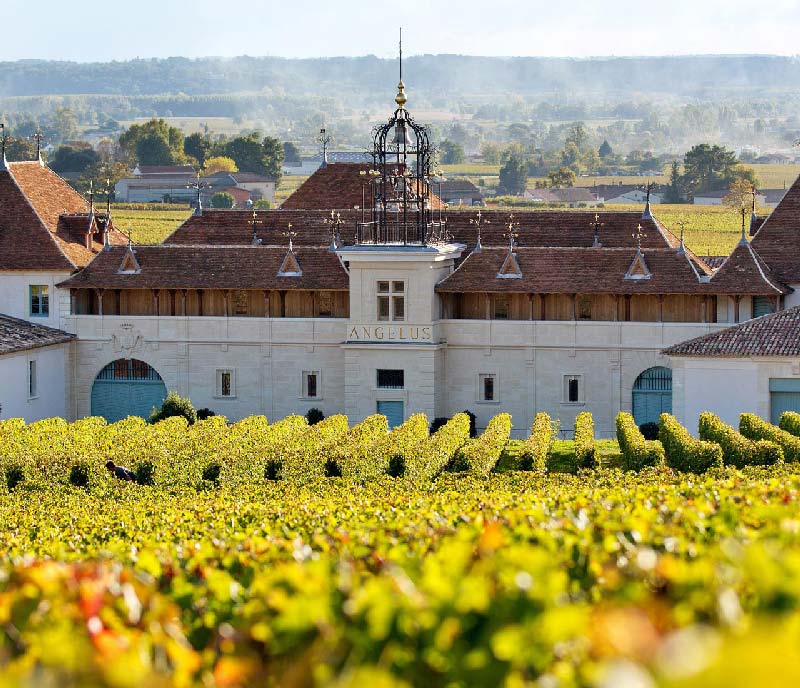 vignoble angelus