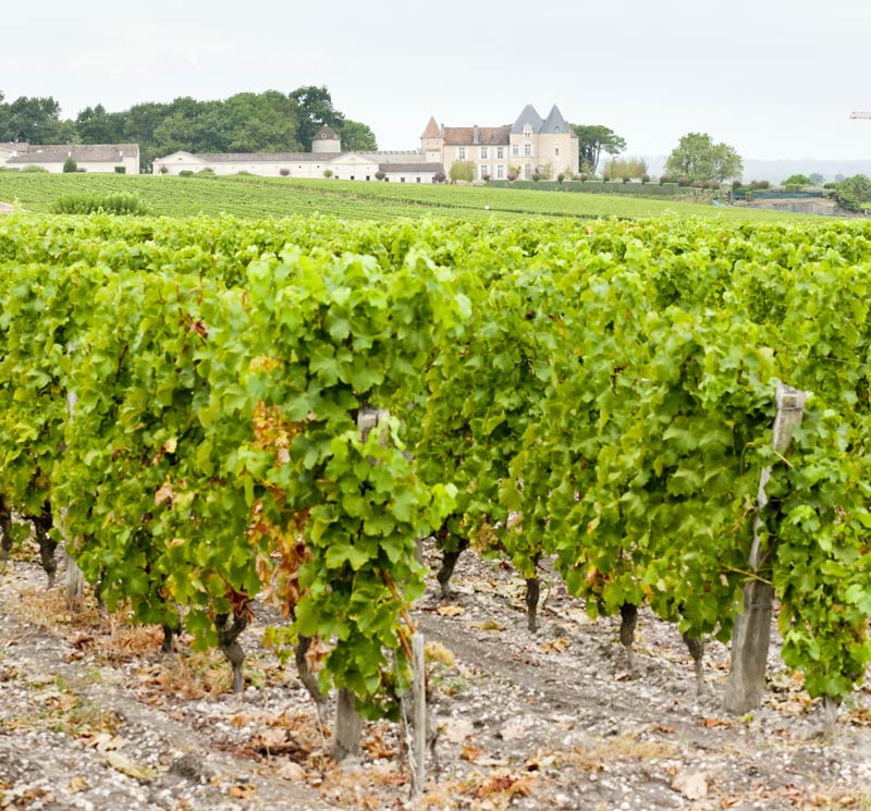 D'Yquem Terroir