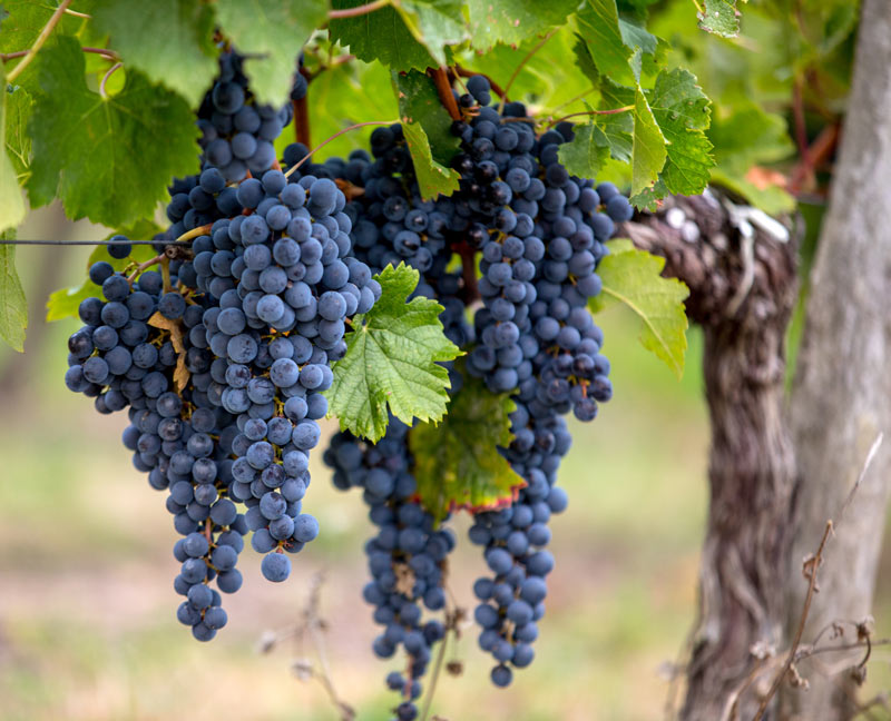 Raisin Merlot